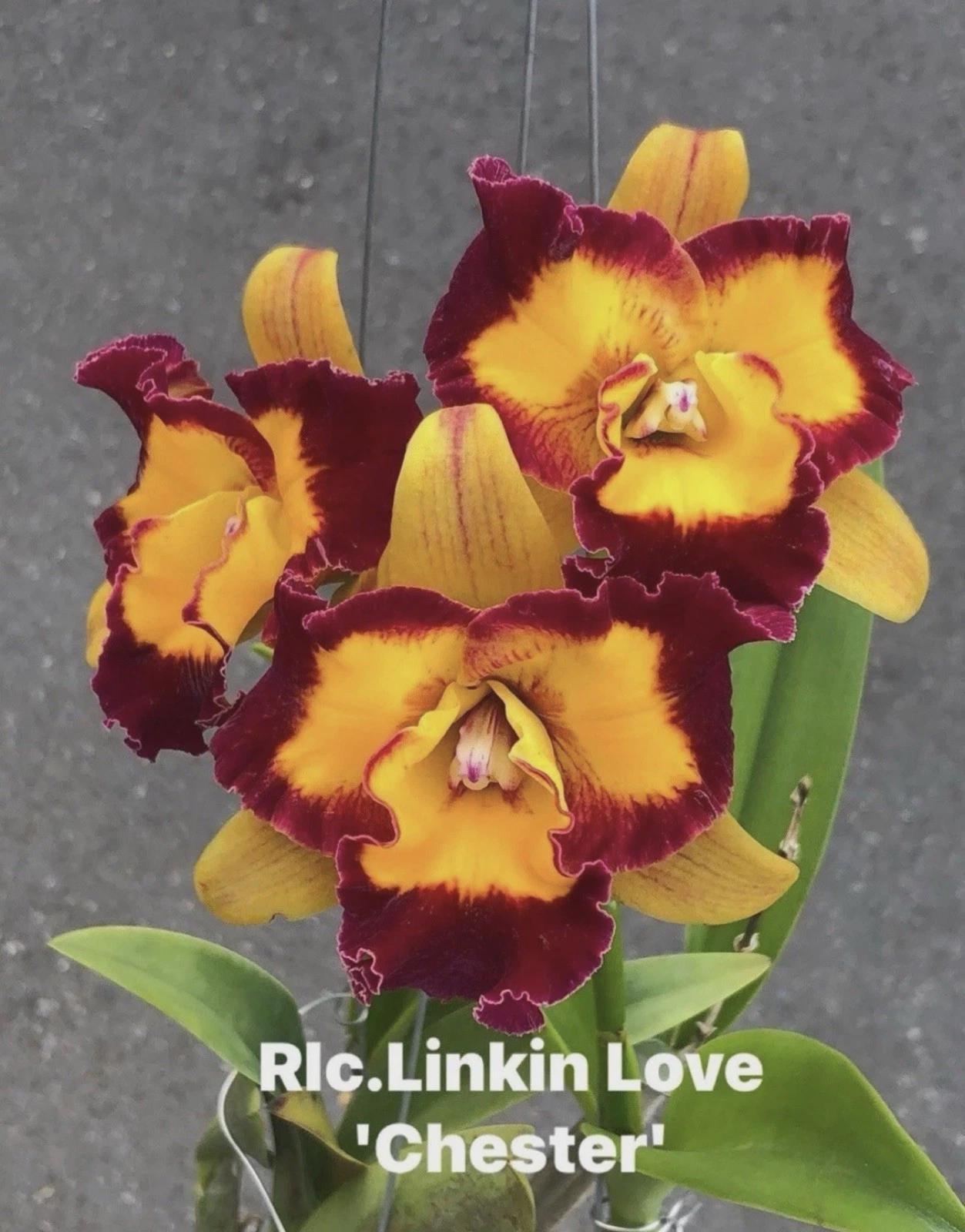 Rlc Linkin Love ‘Chester Maroon Yellow Fragrant Mericlone Orchid 4 SEEDLING