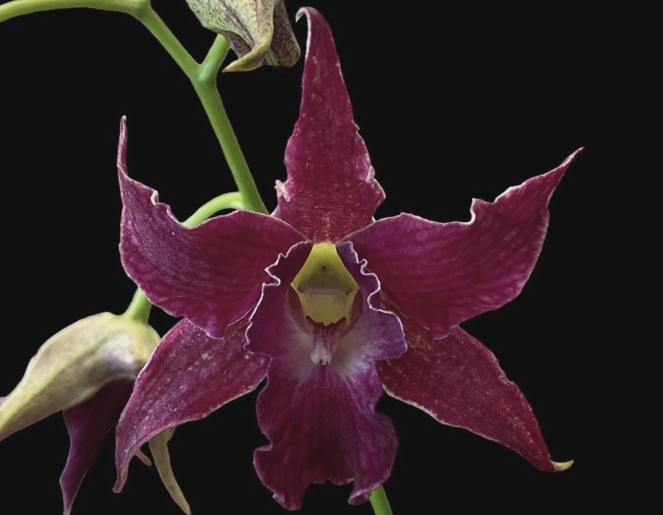 Dendrobium Sherry Abe (Den. Peter Shen x Den. spectabile) ROOTED STEM