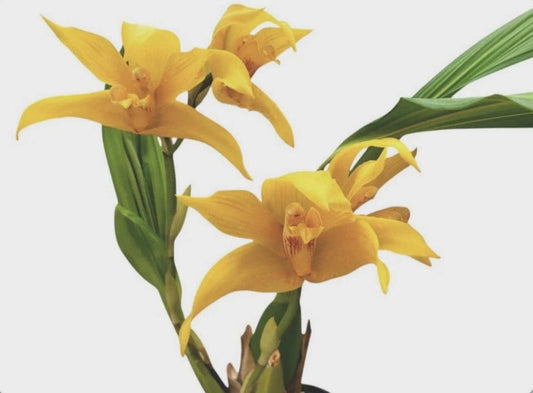Maxcastuloa Ecuagenera Yellow Orange Orchid Hybrid SEEDLING