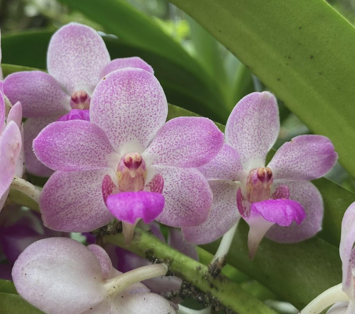 Woottipanara Manoonya Orchid, Vanda SEEDLING
