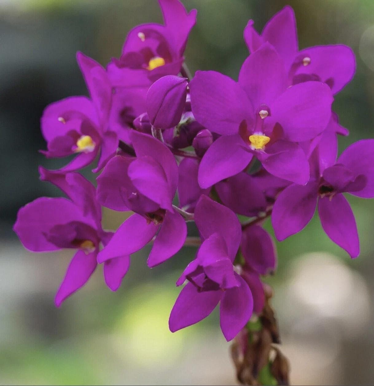 Ground Orchid - Spathoglottis plicata purple - Live SEEDLING