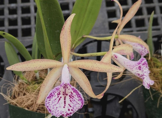 Orchid Hybrid Brassocattleya Valencia SEEDLING