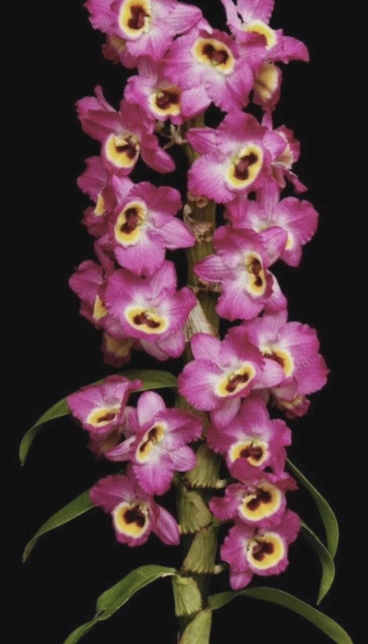 Dendrobium Red Emperor 'Prince' ROOTED STEM