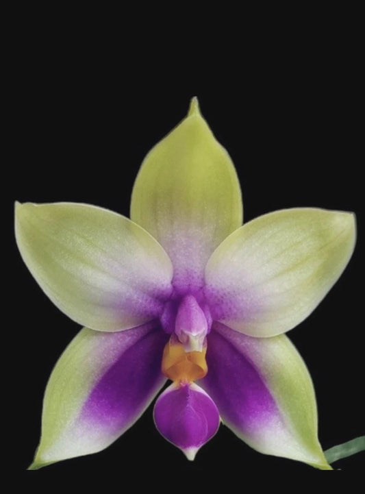Phalaenopsis bellina var. coerulea - SEEDLING
