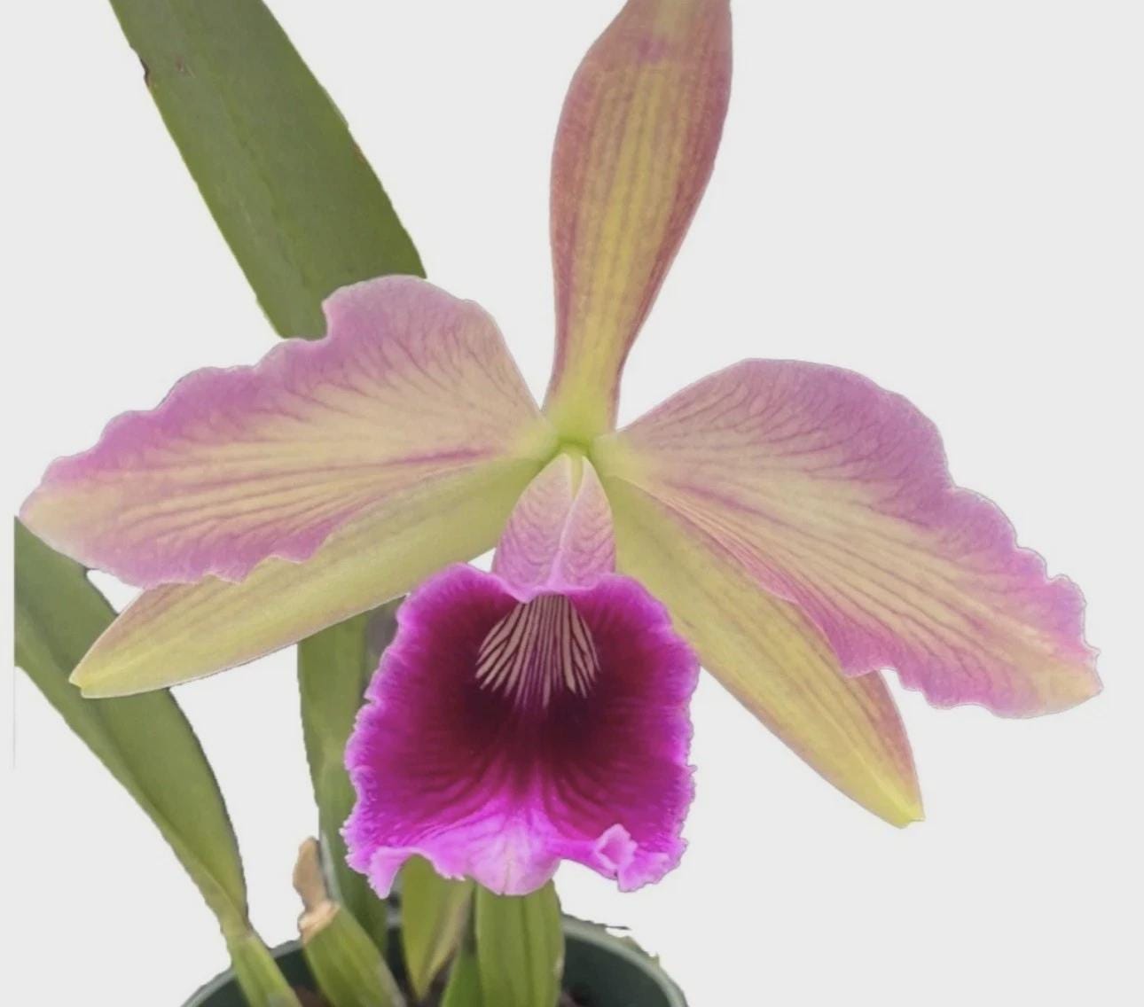 Cattleya Orchid Pacavia (tenebrosa x purpurata var sanguinea) SEEDLING