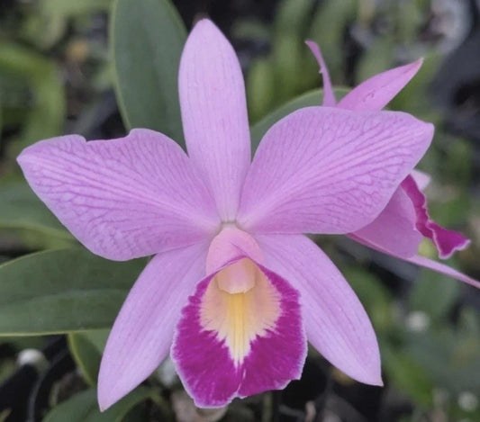 Cattleya QF Keala (C. QF Hazel Kealoha × C. nobilior) Orchid SEEDLING