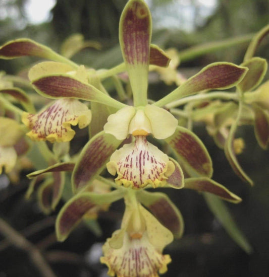 Encyclia alata Orchid SEEDLING