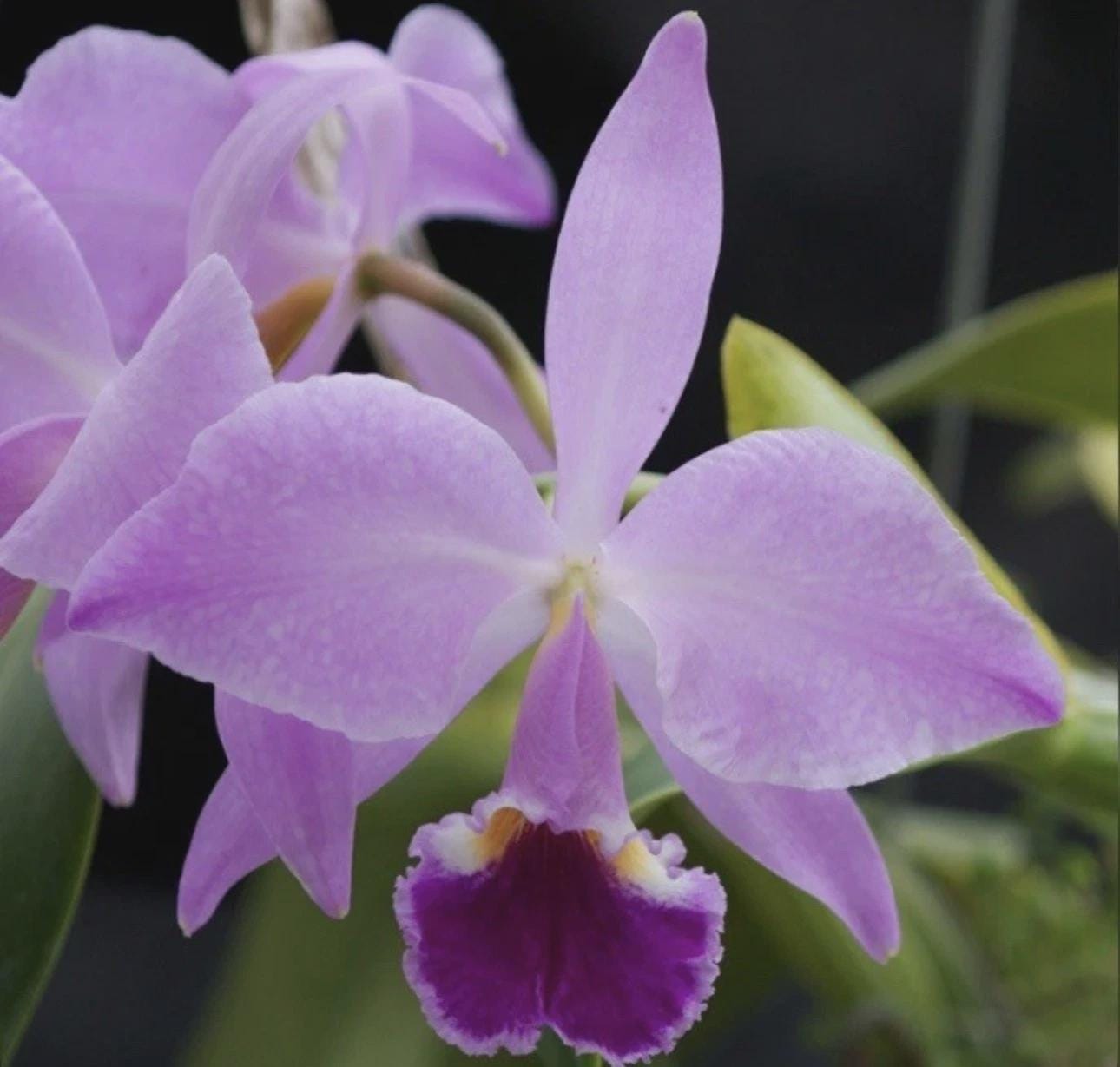 Cattleya jenmanii Concolor X ‘Canaimas Segunda Orchid SEEDLING