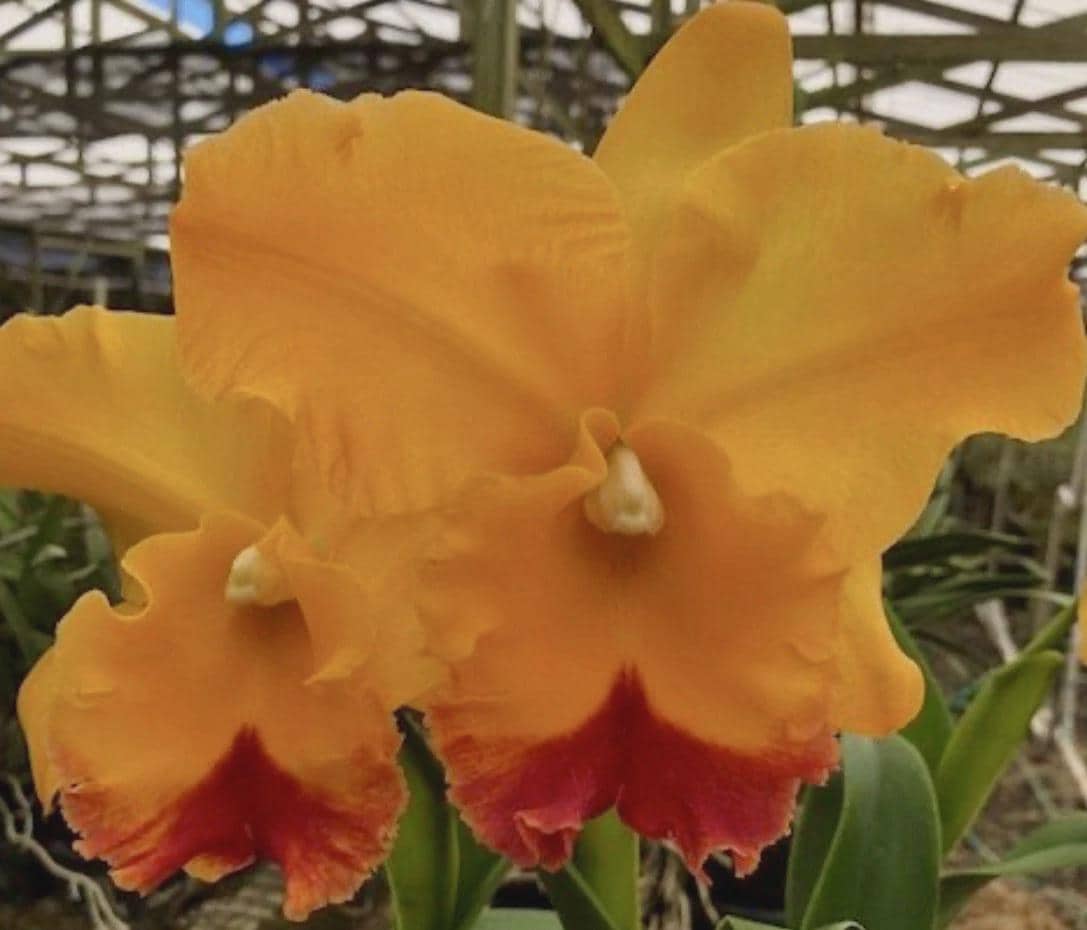 ORCHID SEEDLING ASSORTMENT (25) - Cattleya, Den, Epidendrum, Vandaceous and Oncidium