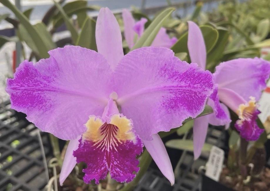 ORCHID SEEDLING ASSORTMENT (25) - Cattleya, Den, Epidendrum, Vandaceous and Oncidium