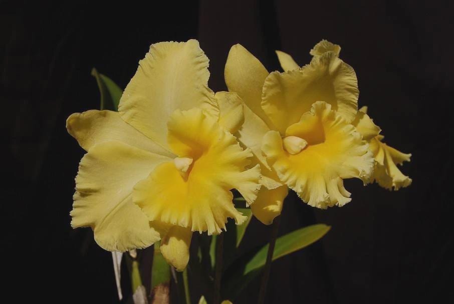 ORCHID SEEDLING ASSORTMENT (25) - Cattleya, Den, Epidendrum, Vandaceous and Oncidium