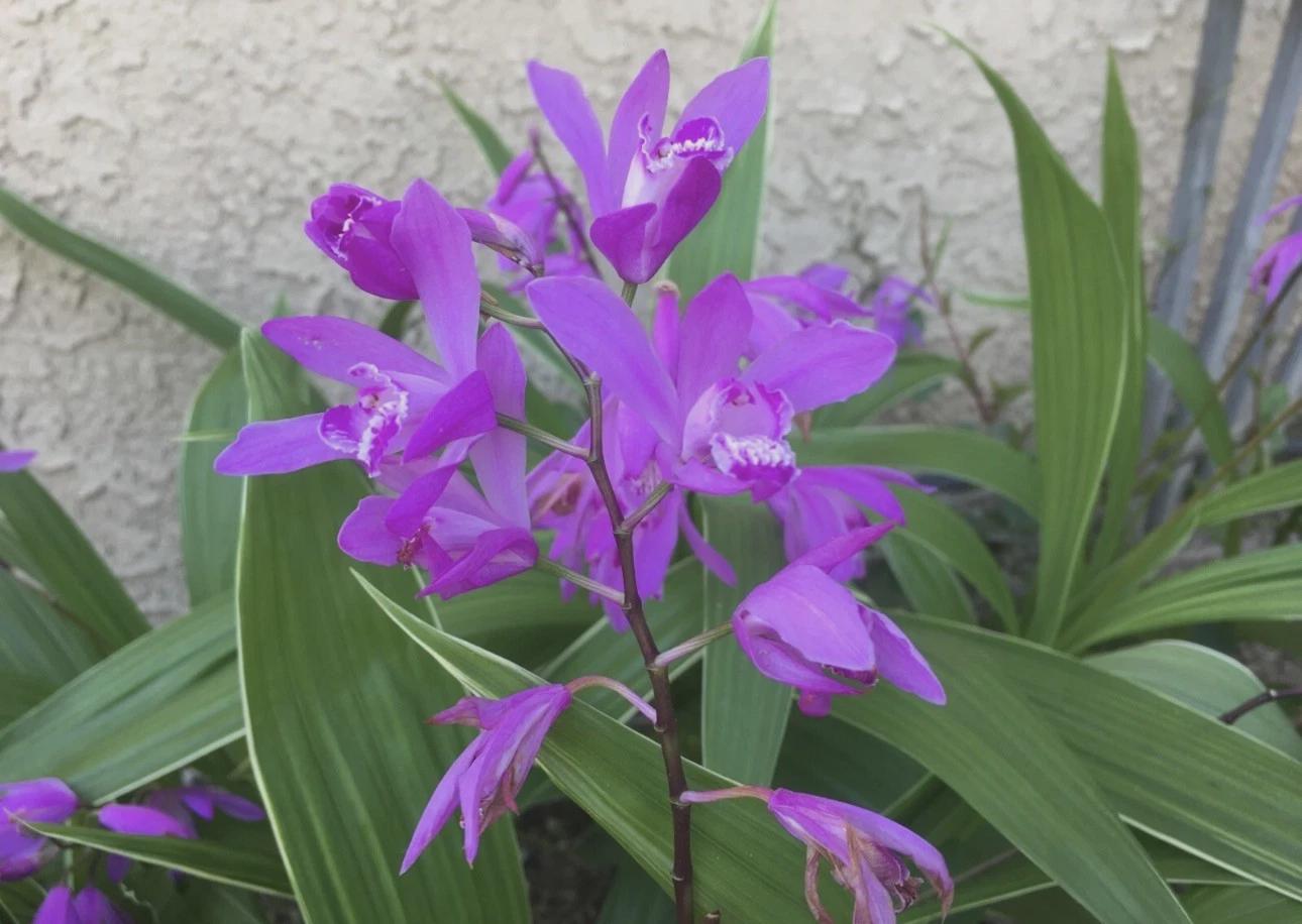 ORCHID SEEDLING ASSORTMENT (25) - Cattleya, Den, Epidendrum, Vandaceous and Oncidium