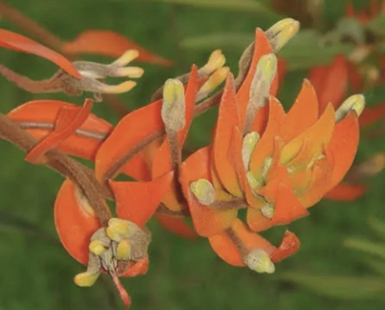 ORCHID SEEDLING ASSORTMENT (25) - Cattleya, Den, Epidendrum, Vandaceous and Oncidium