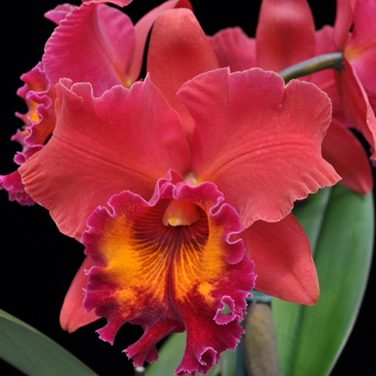 Sharon King 'Volcano Queen' (Whole Plant)
