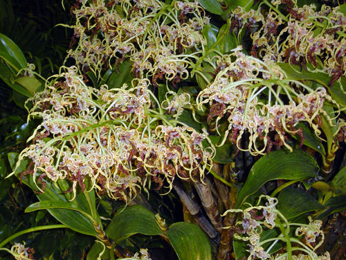 Den. spectabile (Whole Plant)