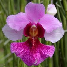V. Miss Joaquim 'Douglas' (Whole Plant)